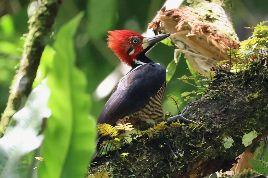 朱冠啄木鸟(Campephilus melanoleucos)