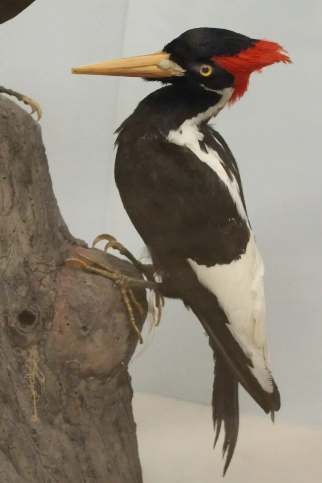 象牙嘴啄木鸟(Campephilus principalis)