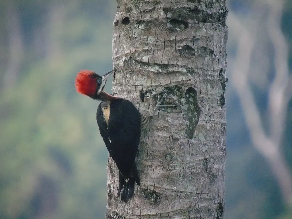南美啄木鸟(Campephilus robustus)