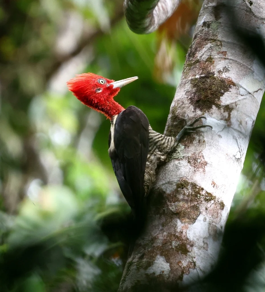 南美啄木鸟(Campephilus robustus)