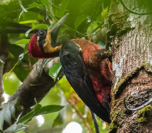丽色啄木鸟（Campephilus splendens）