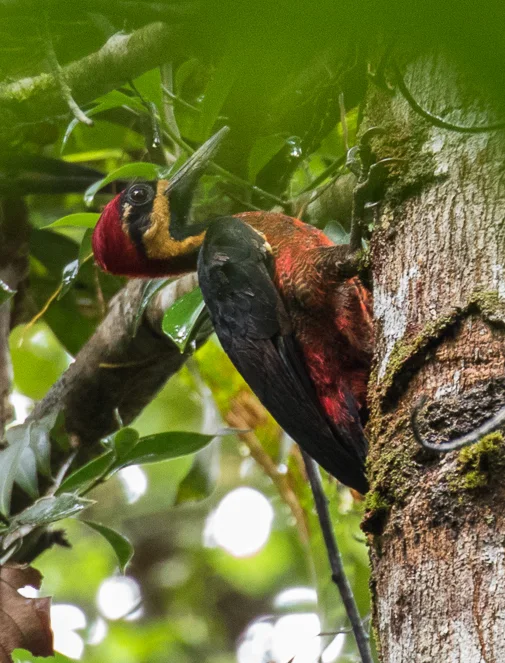 丽色啄木鸟（Campephilus splendens）