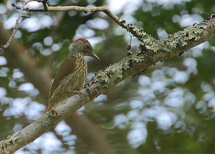 蒙巴萨啄木鸟(Campethera mombassica)