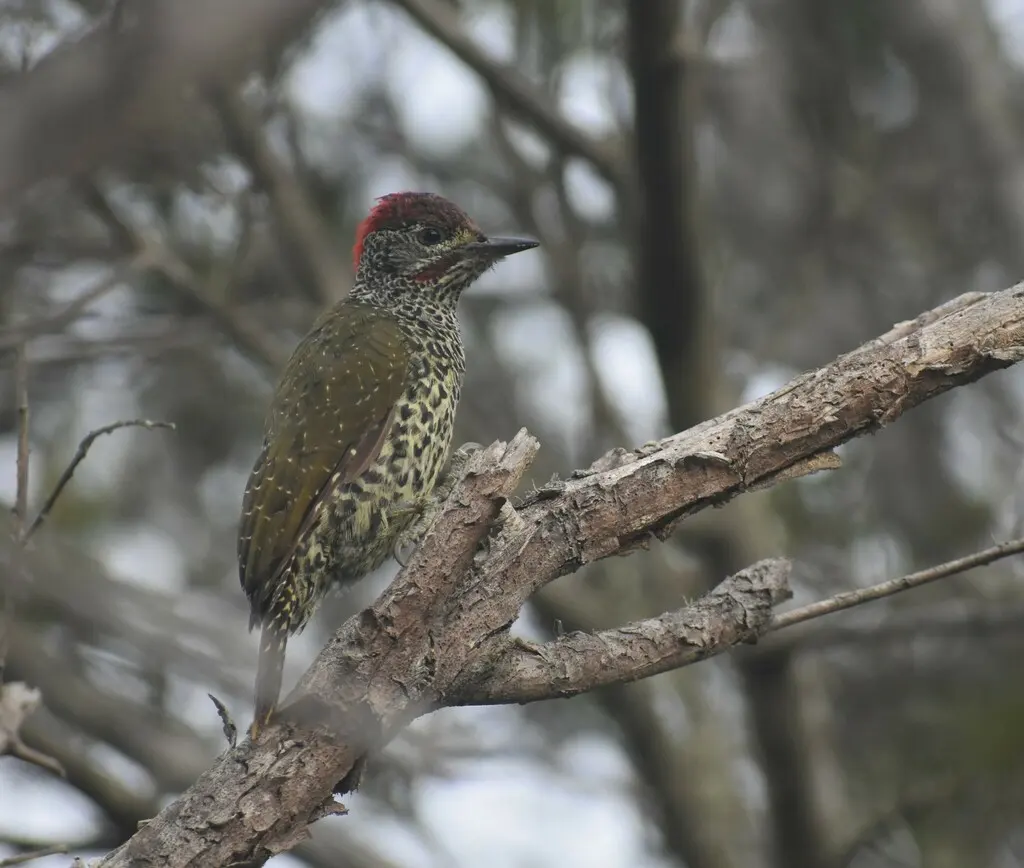 南非啄木鸟(Campethera notata)