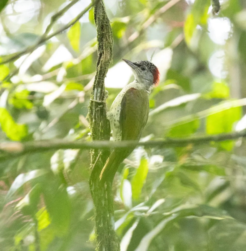 喀麦隆啄木鸟(Campethera tullbergi)