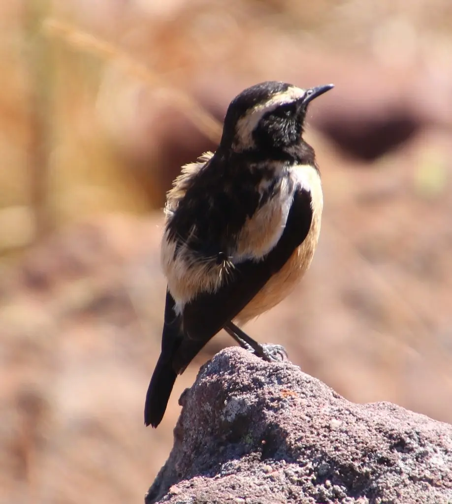 黄纹石䳭(Campicoloides bifasciatus)