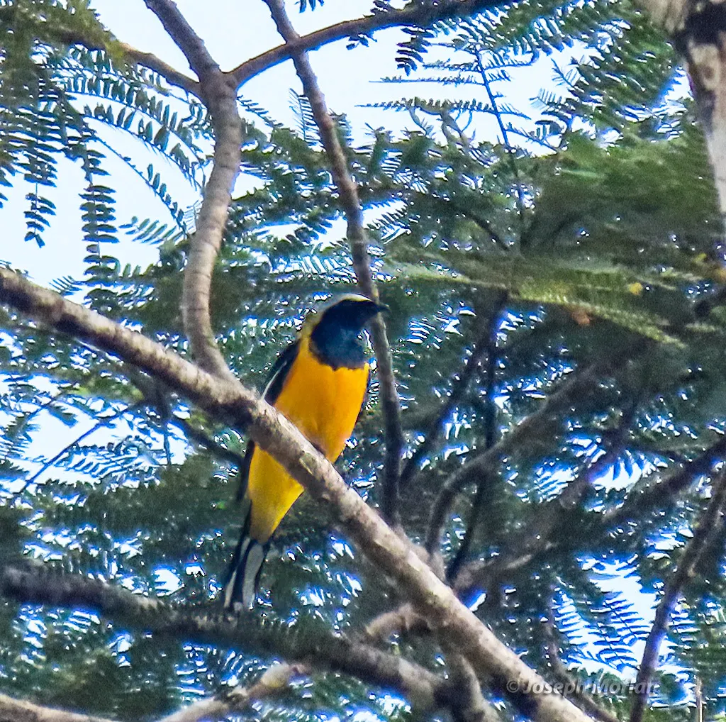 橙鹃鵙(Campochaera sloetii)