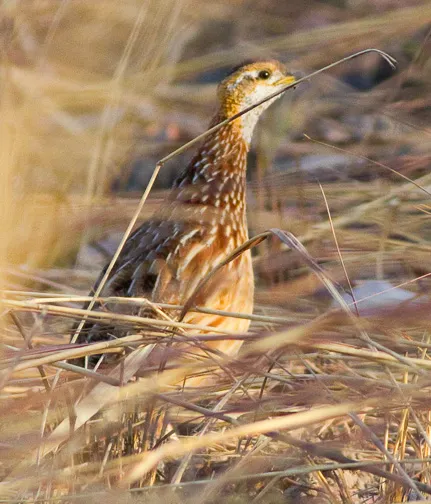 白喉鹧鸪(Campocolinus albogularis)