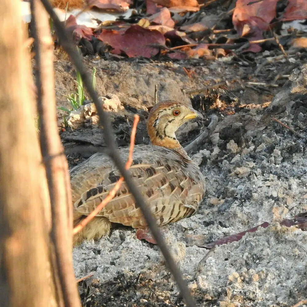 栗顶鹧鸪(Campocolinus coqui)