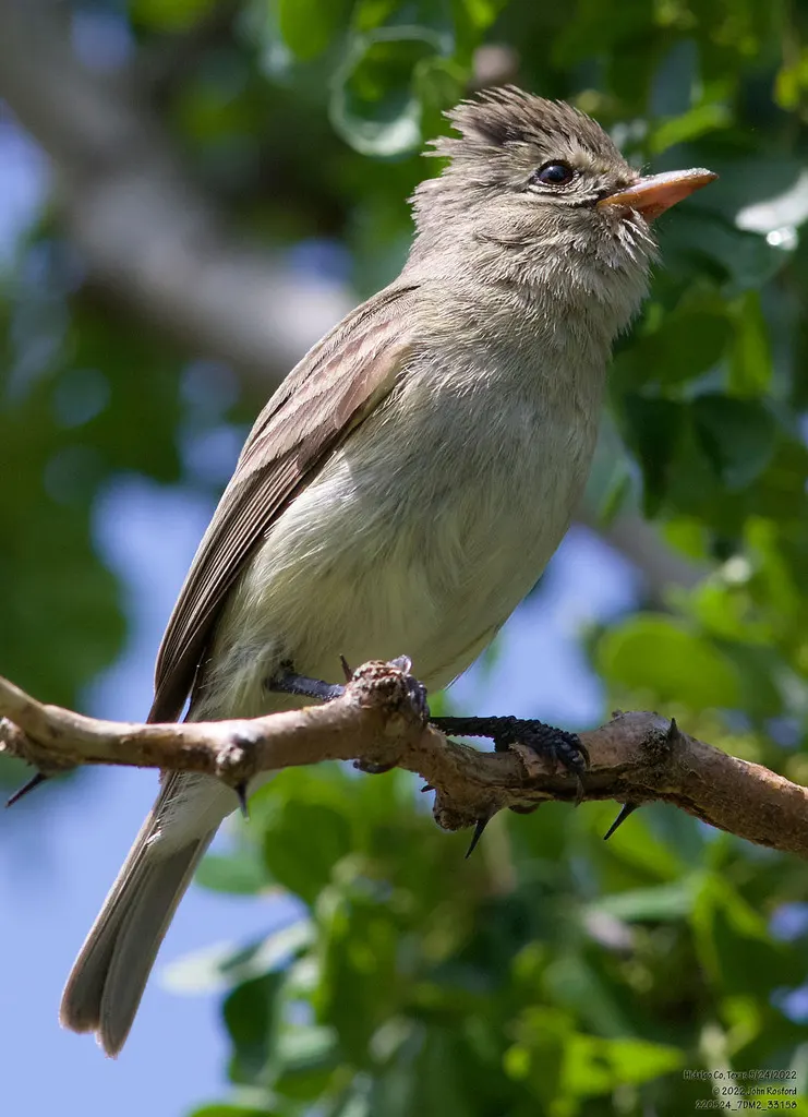 北无须小霸鹟(Camptostoma imberbe)