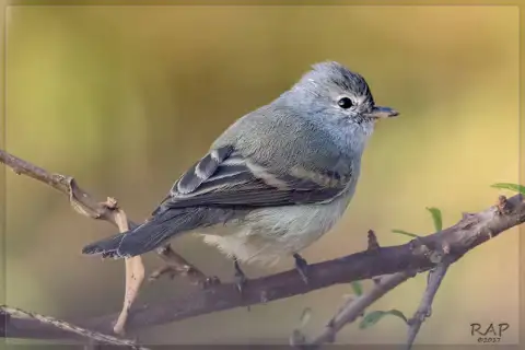 南无须小霸鹟