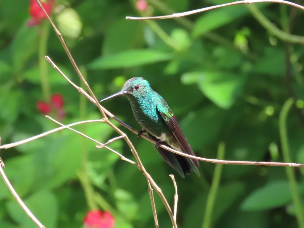 白尾刀翅蜂鸟(Campylopterus ensipennis)