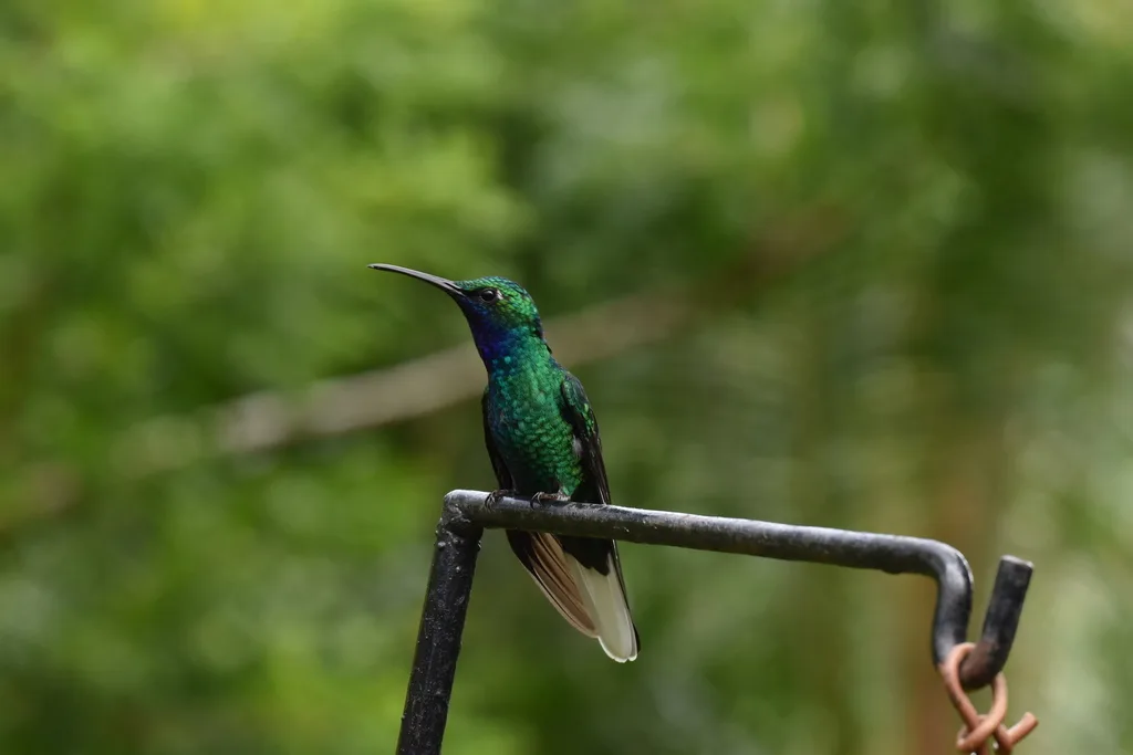 白尾刀翅蜂鸟(Campylopterus ensipennis)