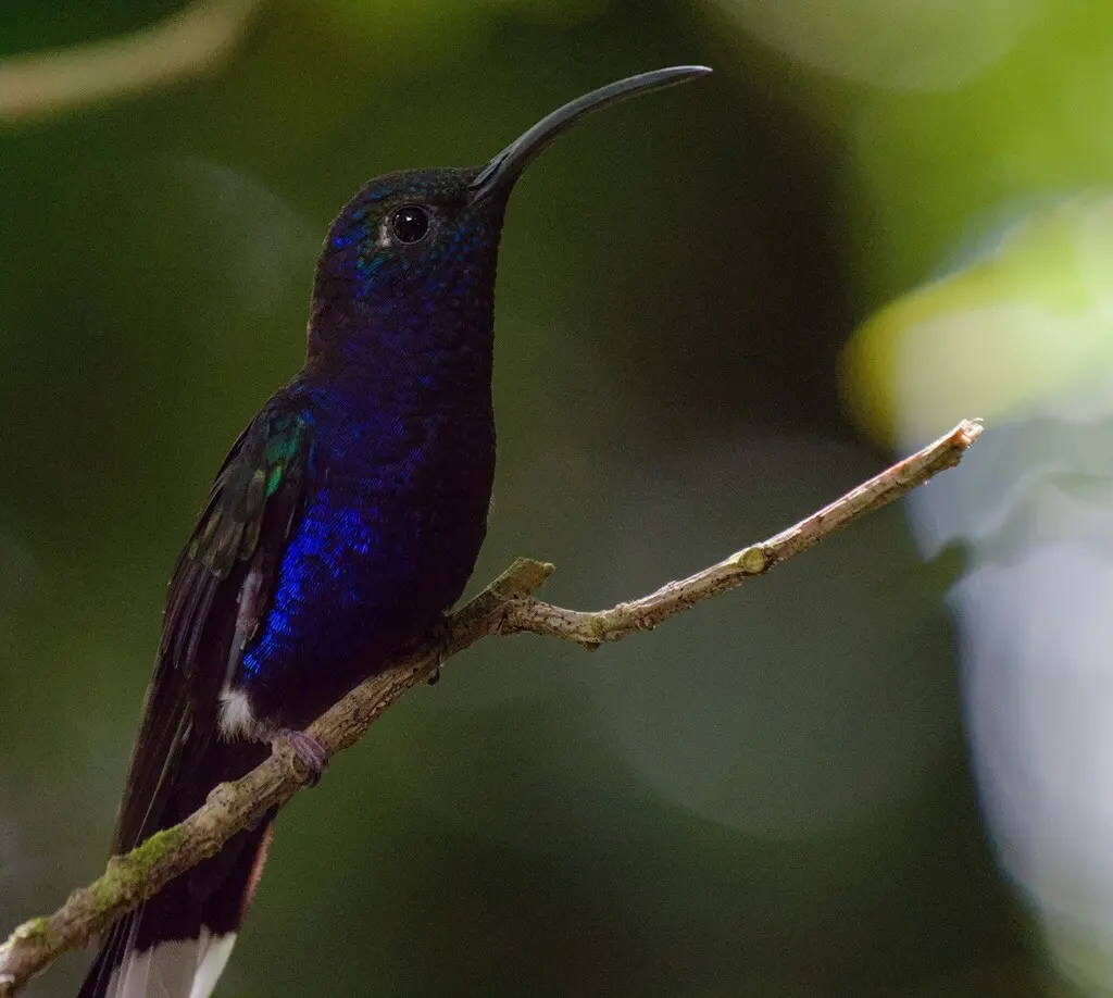 紫刀翅蜂鸟(Campylopterus hemileucurus)