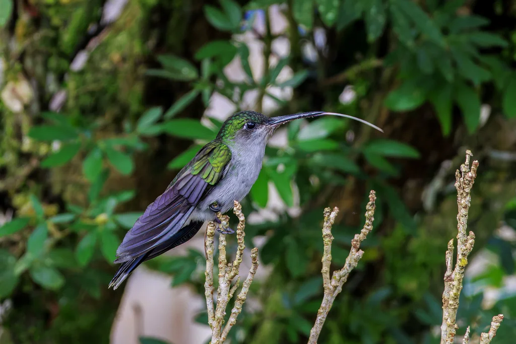 灰胸刀翅蜂鸟(Campylopterus largipennis)