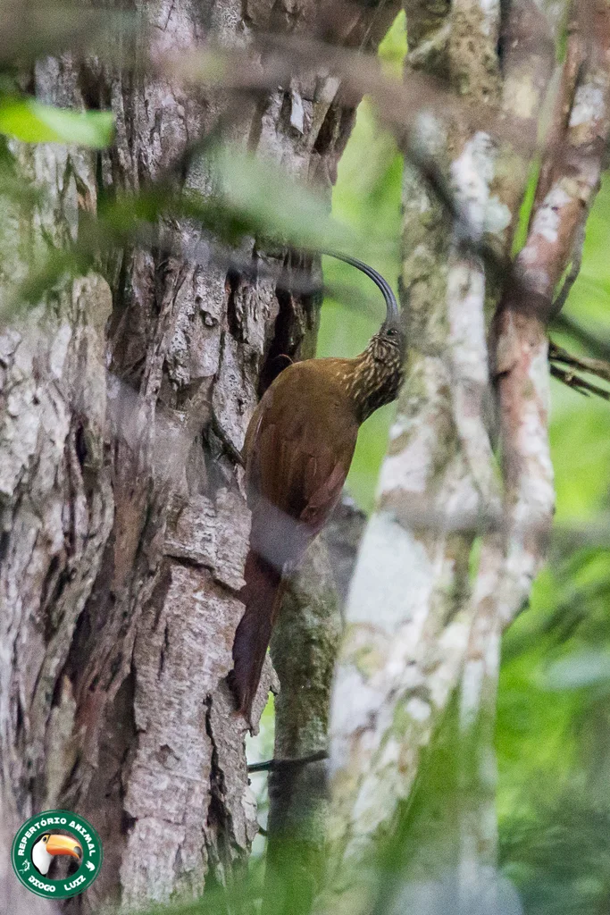 黑嘴镰嘴䴕雀(Campylorhamphus falcularius)