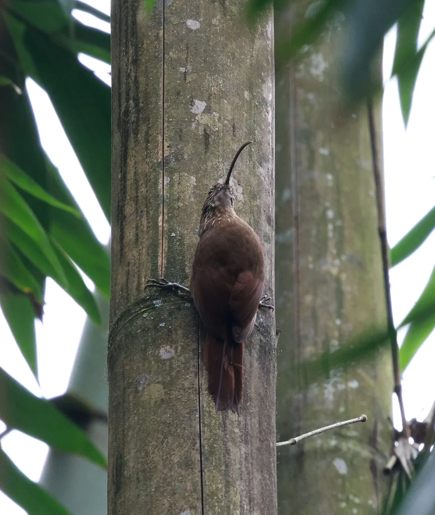 黑嘴镰嘴䴕雀(Campylorhamphus falcularius)