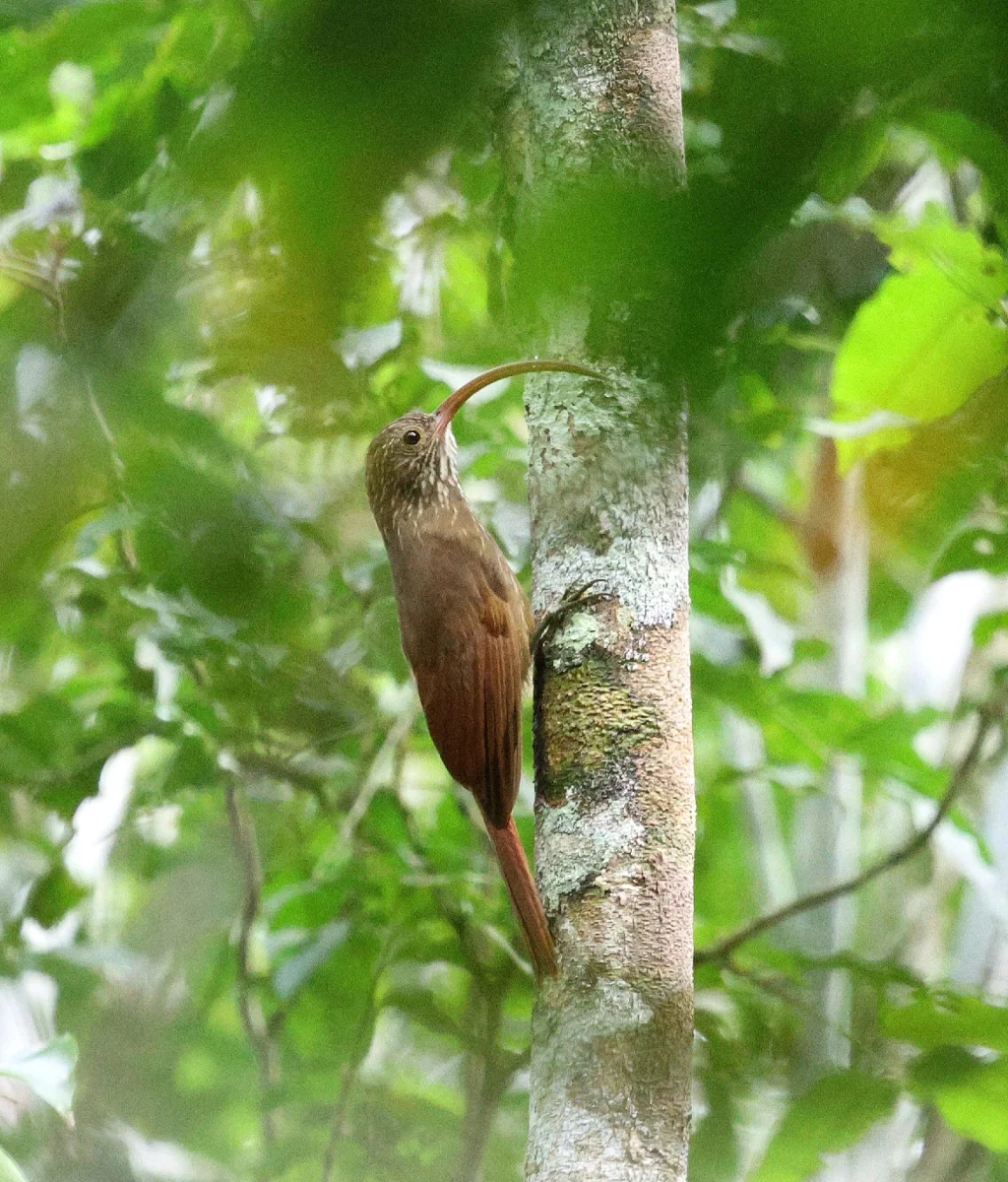 塔河镰嘴䴕雀(Campylorhamphus probatus)