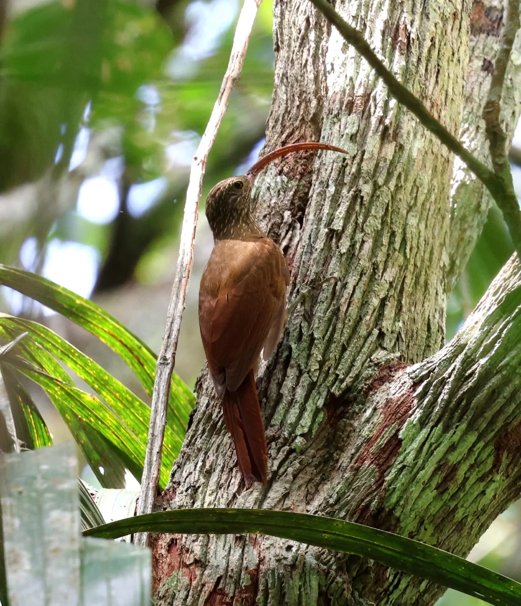 塔河镰嘴䴕雀(Campylorhamphus probatus)