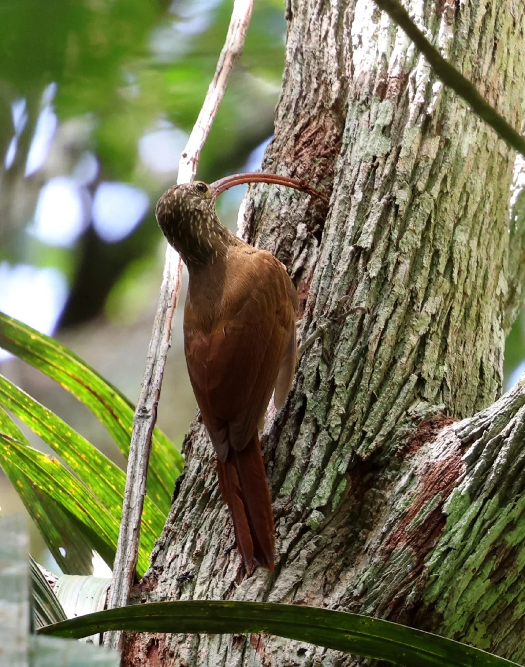 塔河镰嘴䴕雀(Campylorhamphus probatus)