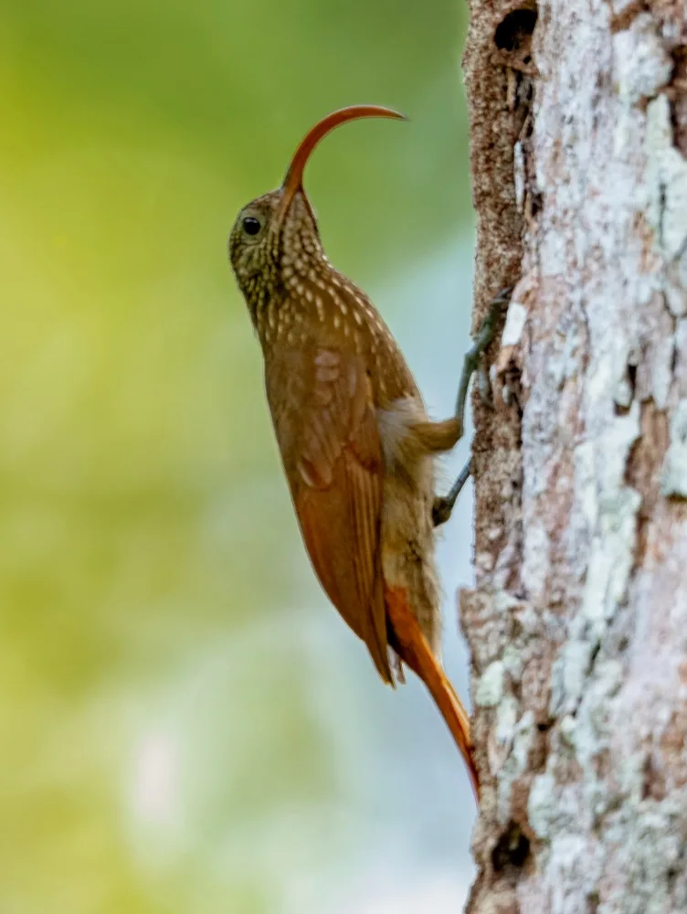 淡嘴镰嘴䴕雀(Campylorhamphus procurvoides)