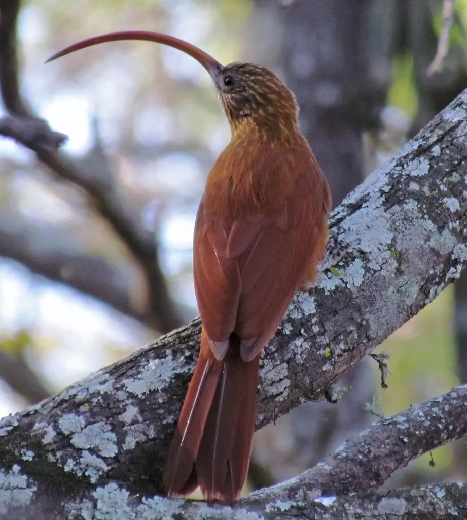 红嘴镰嘴䴕雀（Campylorhamphus trochilirostris）