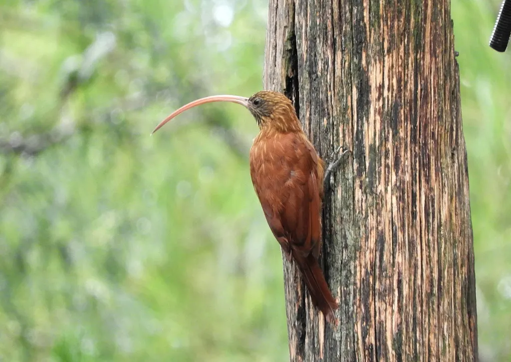 红嘴镰嘴䴕雀（Campylorhamphus trochilirostris）