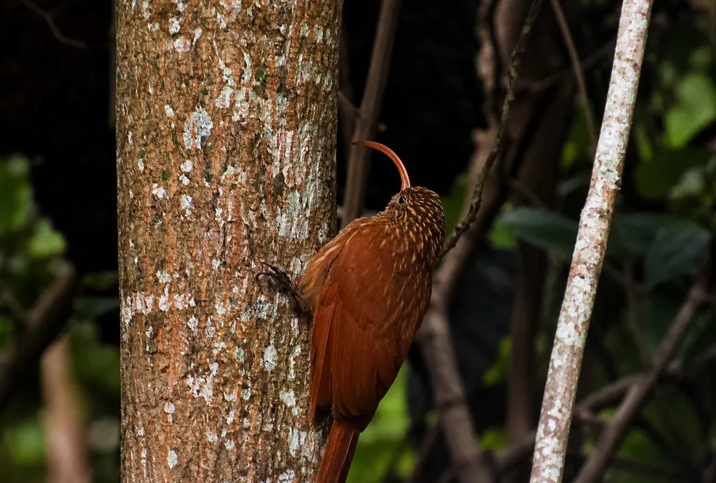 红嘴镰嘴䴕雀（Campylorhamphus trochilirostris）