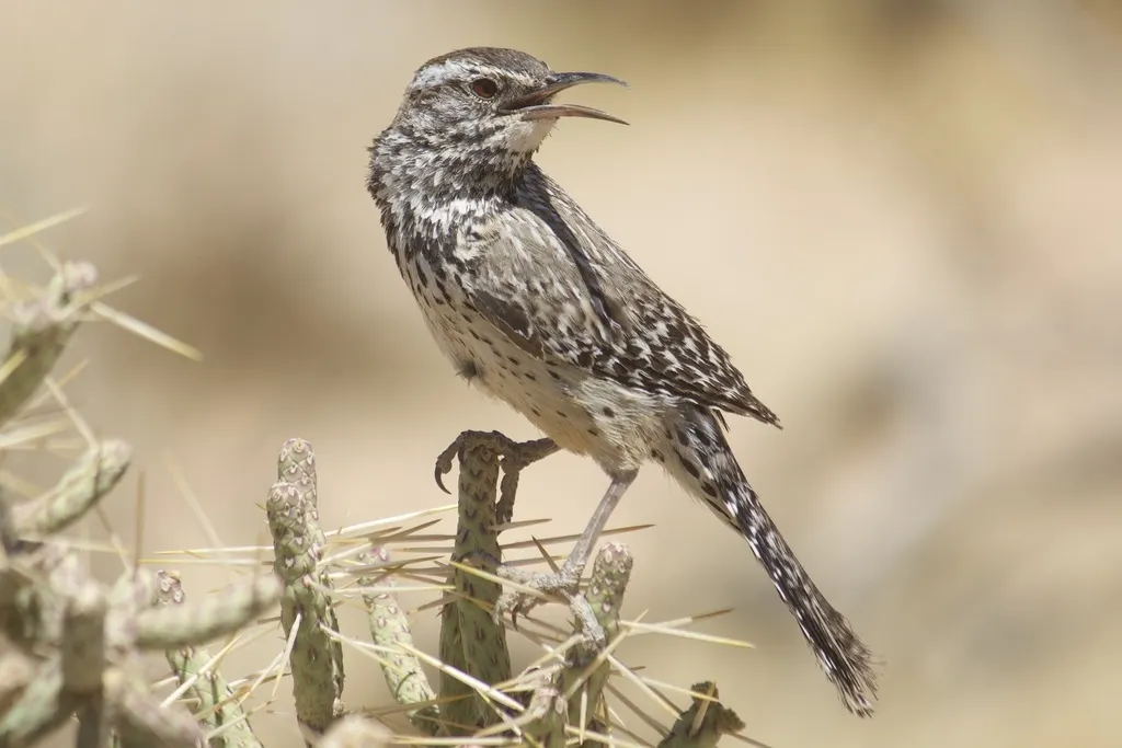 棕曲嘴鹪鹩（Campylorhynchus brunneicapillus）