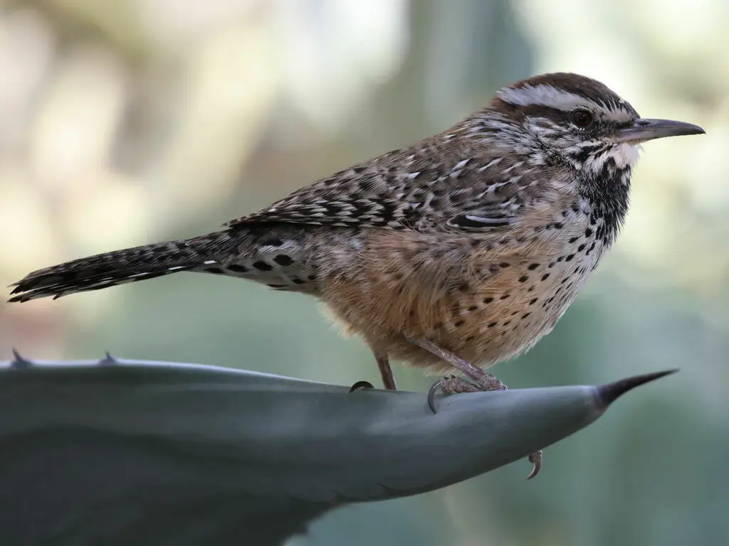 棕曲嘴鹪鹩（Campylorhynchus brunneicapillus）
