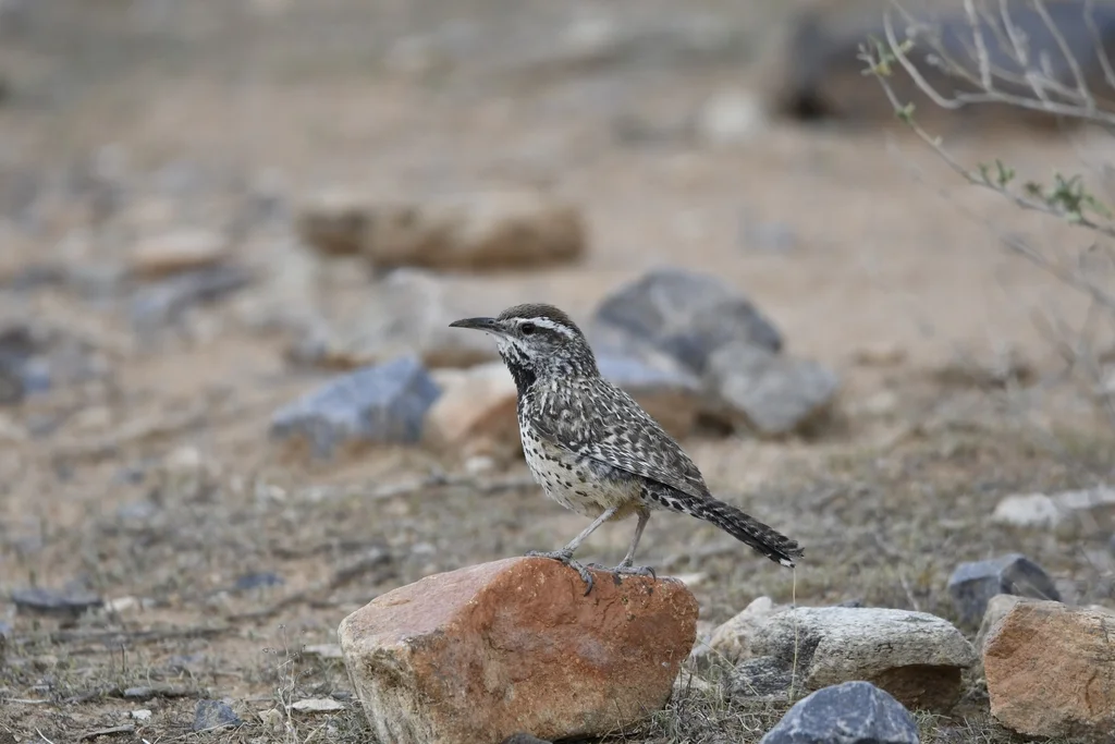 棕曲嘴鹪鹩（Campylorhynchus brunneicapillus）