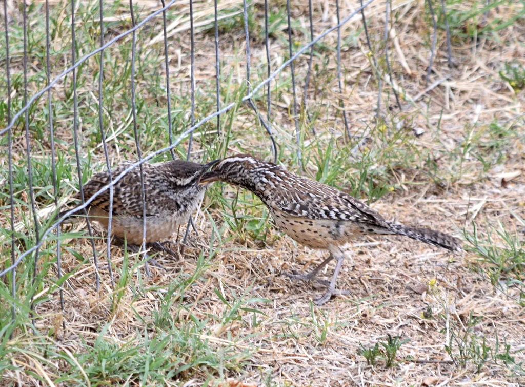棕曲嘴鹪鹩（Campylorhynchus brunneicapillus）