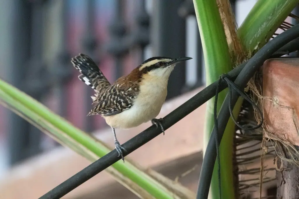 棕背曲嘴鹪鹩(Campylorhynchus capistratus)