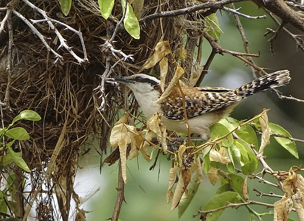 棕背曲嘴鹪鹩(Campylorhynchus capistratus)