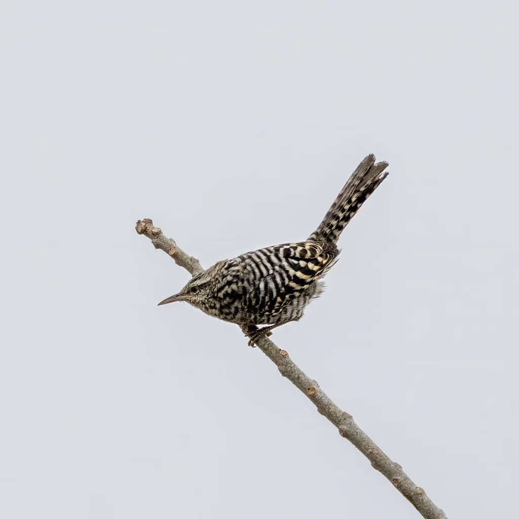 横斑曲嘴鹪鹩（Campylorhynchus fasciatus）