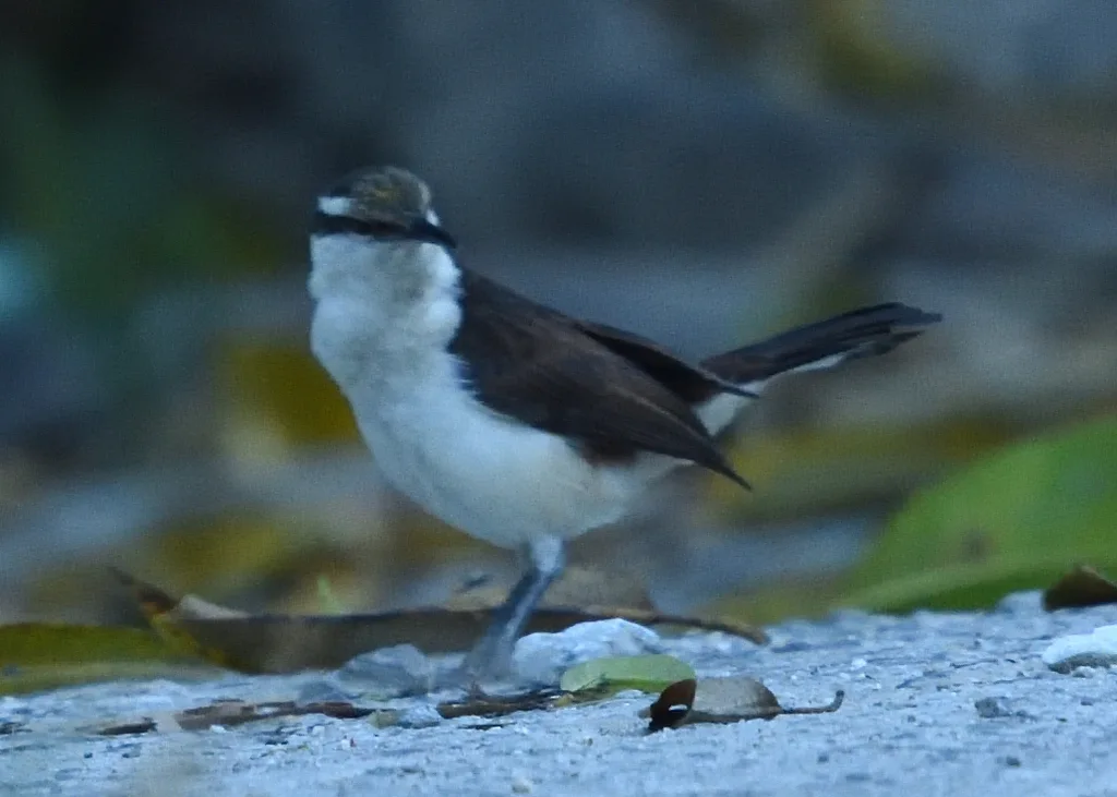 灰曲嘴鹪鹩（Campylorhynchus griseus）
