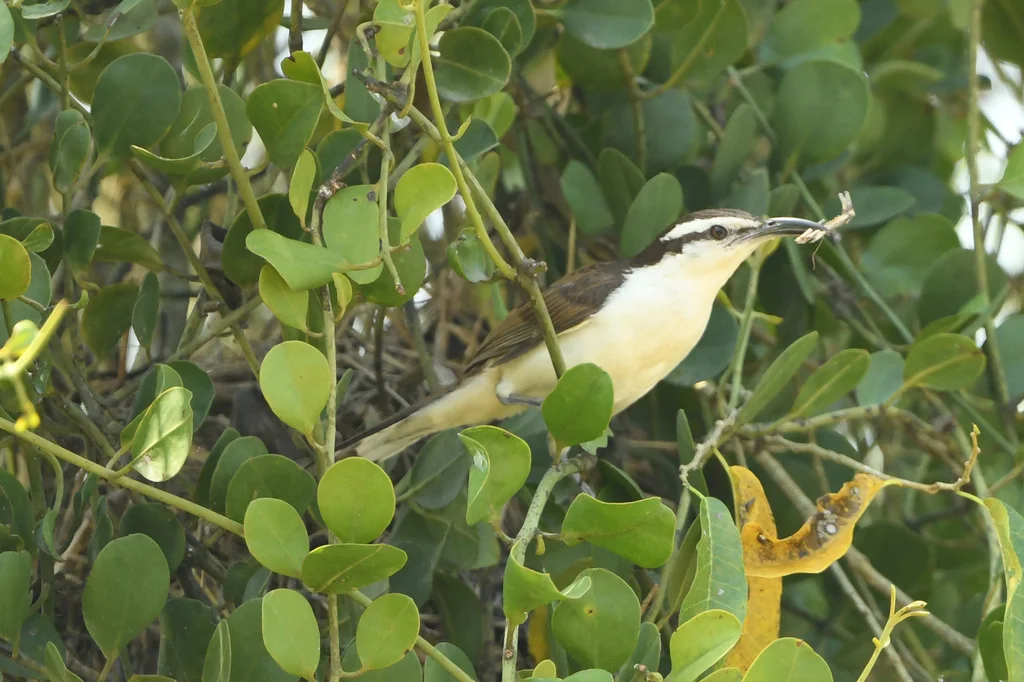 灰曲嘴鹪鹩（Campylorhynchus griseus）