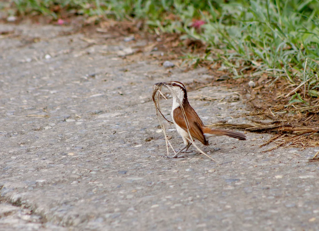 灰曲嘴鹪鹩（Campylorhynchus griseus）