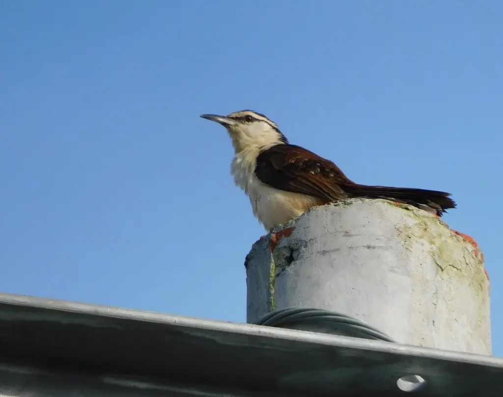 灰曲嘴鹪鹩（Campylorhynchus griseus）