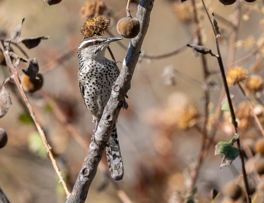 波氏曲嘴鹪鹩(Campylorhynchus jocosus)