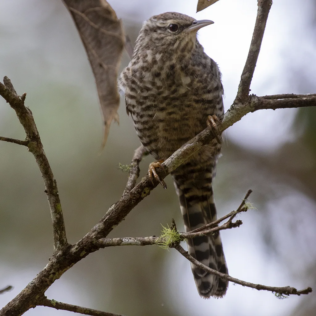 灰斑曲嘴鹪鹩(Campylorhynchus megalopterus)