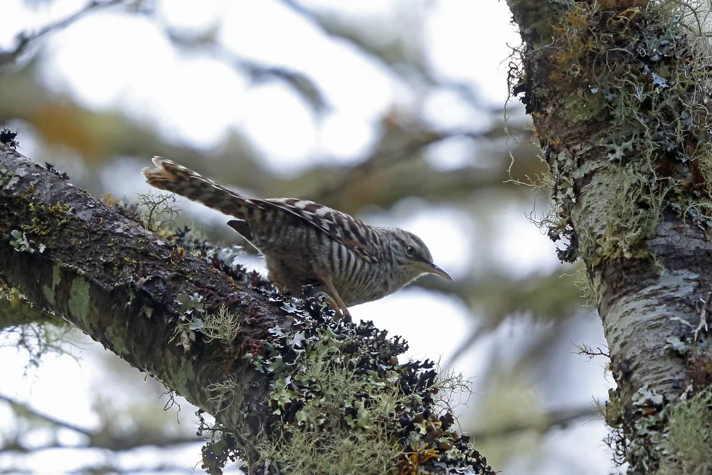灰斑曲嘴鹪鹩(Campylorhynchus megalopterus)