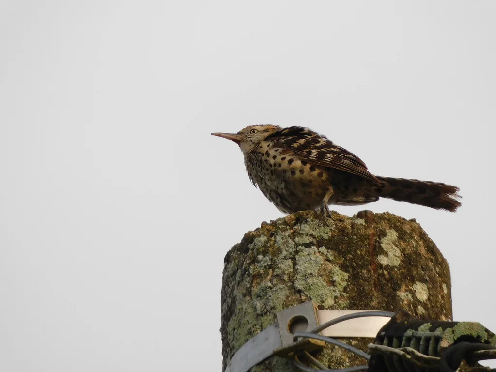 纹背曲嘴鹪鹩(Campylorhynchus nuchalis)