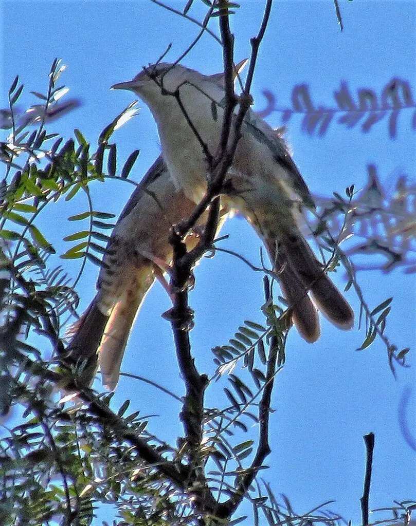 拟鸫曲嘴鹪鹩（Campylorhynchus turdinus）