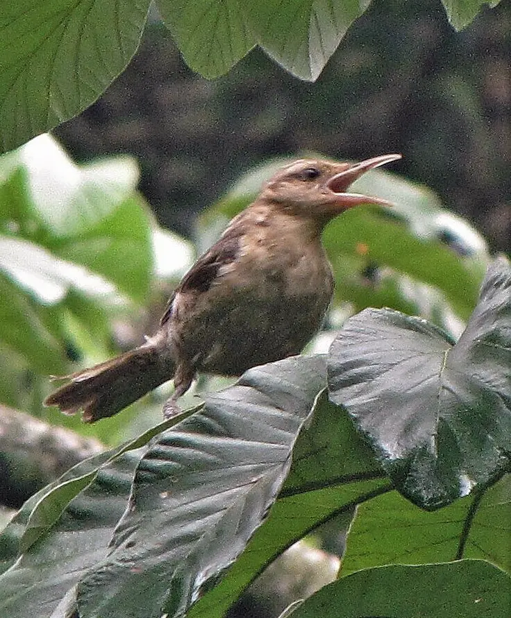 拟鸫曲嘴鹪鹩（Campylorhynchus turdinus）