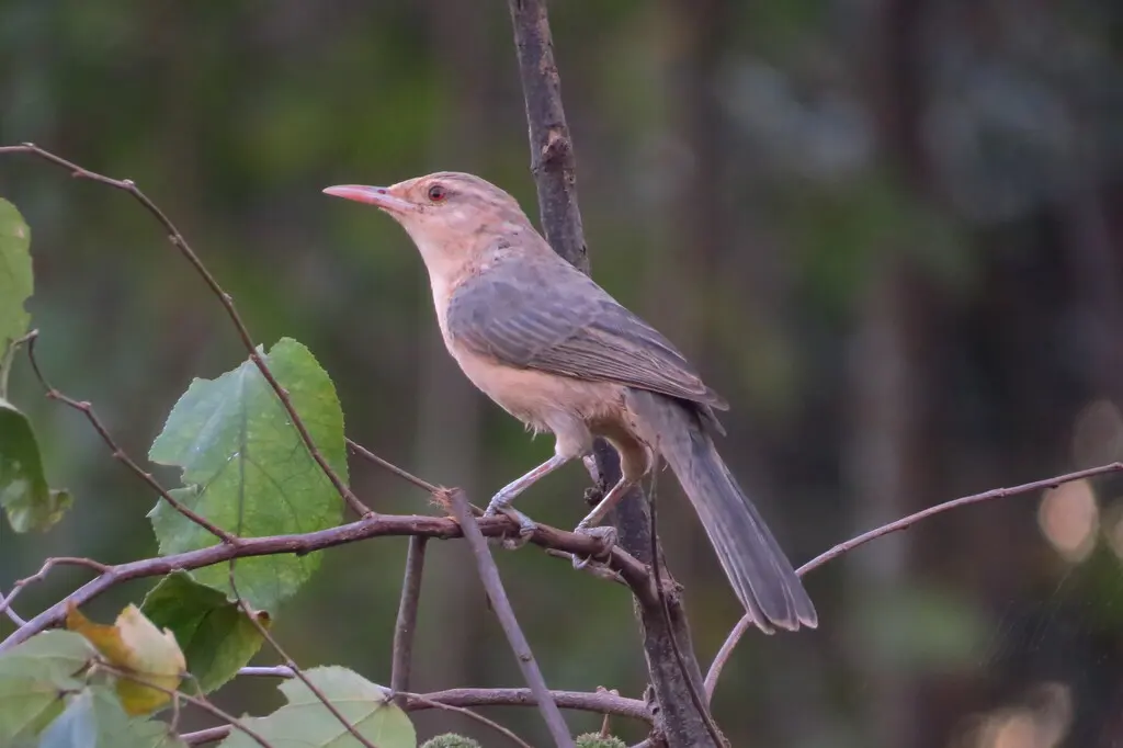 拟鸫曲嘴鹪鹩（Campylorhynchus turdinus）