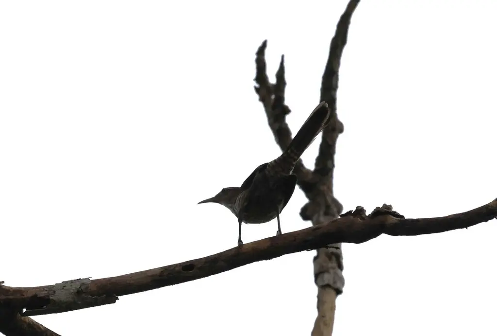 拟鸫曲嘴鹪鹩（Campylorhynchus turdinus）