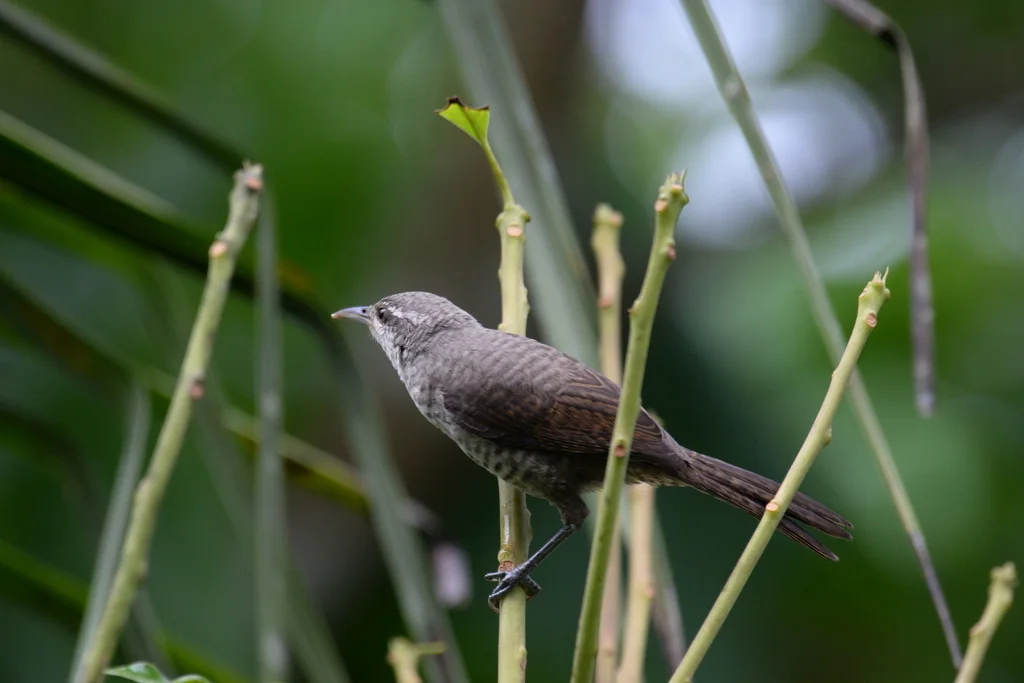 拟鸫曲嘴鹪鹩（Campylorhynchus turdinus）
