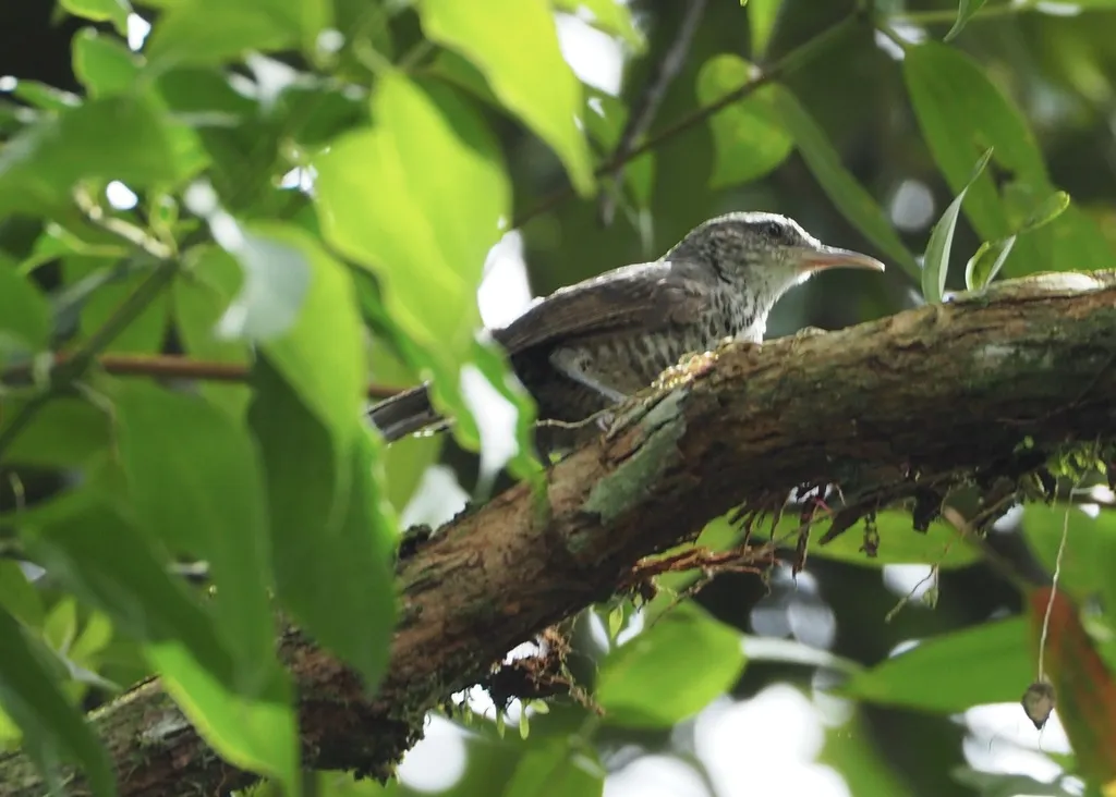 拟鸫曲嘴鹪鹩（Campylorhynchus turdinus）