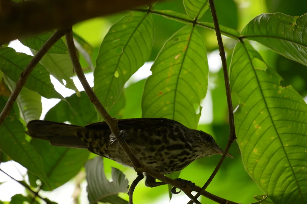 拟鸫曲嘴鹪鹩（Campylorhynchus turdinus）